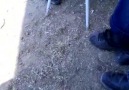 Dursunbey Kumlu Köyündeki bir düğünde müzik resitali...