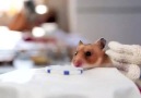 Dürüm yiyen sevimli hamster
