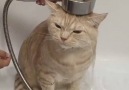Duştaki kedi
