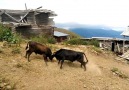 Dutlu Köyü Surevan Yaylası