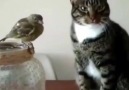 Duygusal Kedi - Cook Komik Vidyolar
