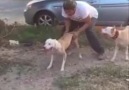 düz duvara tırmanan köpek