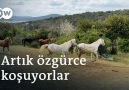 DW Türkçe - Adalar&özgür atlar zamanı Facebook