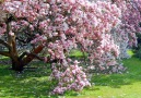 ♫  NATURE -  MAGNOLIA   BIRDS  ♫