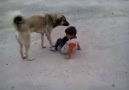 ♥ Çocukla kangal köpeğinin oyunu smile ifade simgesi..!!