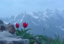 ╭♥╯Kanlı felek╭♥╯
