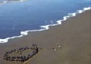 ஐDeli Gönülஐ