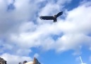 Eagle catching a flyfish in Lofoten Norway Lofoten Charterbt
