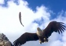 Eagle catching flyfish in Lofoten Lofoten Charterbt