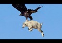 Eagle flies away with aGoat