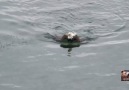 Eagle Swims Across Lake with Prey