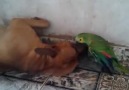 É amor demais, olha que papagaio atrevido!