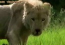 (๏̯͡๏ )Beyaz Aslan/White Lion[5/6](๏̯͡๏ )