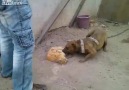 ✦Animal Abuse leads to Investigation, Mexico✦