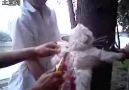 ✦CHINA:BARBARIC TORTURE OF INNOCENT CATS IN PUBLIC✦