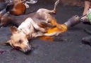 ✦INDONESIA:INSIDE 'TOMOHON' DOG MEAT MARKET (PART.2)✦