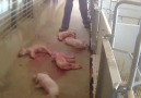 ✦INSIDE WALMART PORK SUPPLIERS:'TYSON' HOUSE OF HORROR & TERROR✦