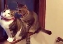 Eccük Gımışlama Deyom ya!!!