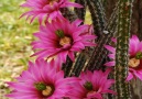 Echinocereus Cactus World Cactus Garden