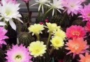 Echinopsis