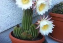 Echinopsis Cactus Garden