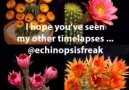Echinopsis - Greg Krehel