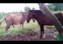 Edilberto Munoz - Los caballos del.general Palomino....