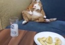Efkar efkardir kedisi insanı fark etmez