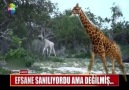 EFSANE SANILIYORDU AMA DEĞİLMİŞ...