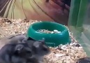 Eğleneyim Derken Kendi Kendini Buga Sokan Hamster