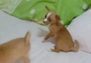 Egypt puppies - Chihuahua Puppy Lovers...We have a Puppy...