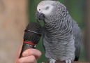 Einstein the parrot has these impressions spot on