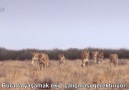Ekip Olarak Çalışmak Zorundalar Aslanların Zebra Avı