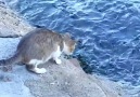 Ekmeğini Denizden Çıkaran Maharetli Kedi