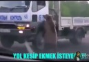 Ekmeğinin Peşinde Olan Ayı