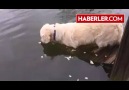 Ekmeği Yem Olarak Kullanıp Ağzıyla Balık Tutan Zeki Köpek..