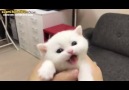 Ekrana Elleri Daldırıp Mıncıklamak İsteyeceğiniz Yavru Kedi