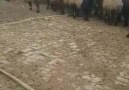 Elazığ kovancılar beritan aşiretindenGönderilenlen bir video