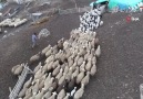 Elazığ&200 kuzunun koyunlarla buluşma anı