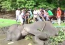 El birliği ile koca fili nasıl kurtardılar