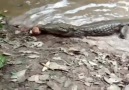 Electric eels can be deadly be careful!