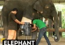 Elephant Amputee Gets New Prosthetic Leg