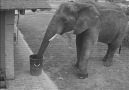 Elephant caught on CCTV picking up rubbish...