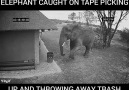 Elephant Caught On Tape Picking Up And Throwing Away Trash