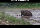 Elephant Helps Man Who He Thinks Is In Trouble