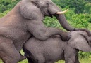 Elephant Mating - Wild Animals Mating