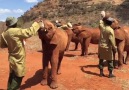Elephant Orphans Come Running For Their Bottles