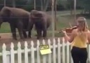 Elephants Dancing To Violin - Amazing!