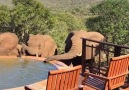 Elephants Drink Out Of Hotel Pool