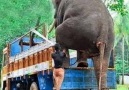 Elephant traveling in lorry. It&like my pet!